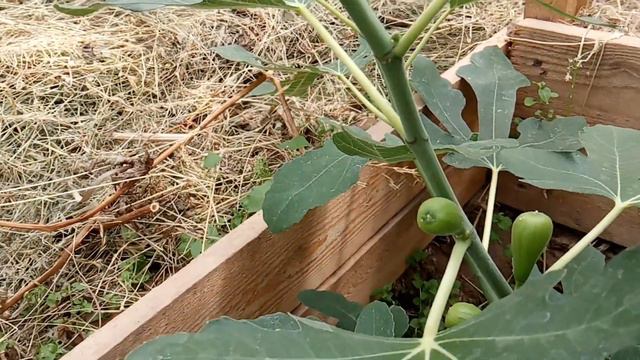 Плодоношение инжира в Гатчине смотреть онлайн