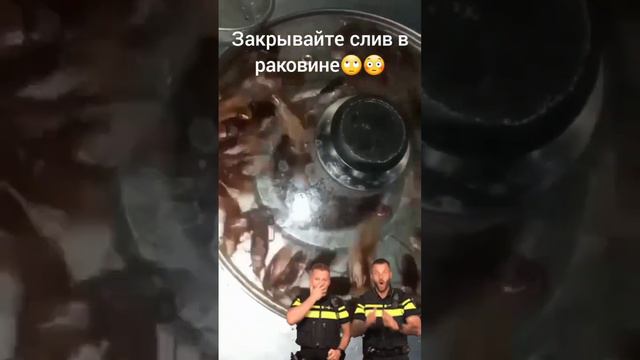 Тараканы в трубах😳 Шок приколы ржач смех анекдоты юмор #таракан #приколы #смех #смехдослез #2024 смотреть онлайн