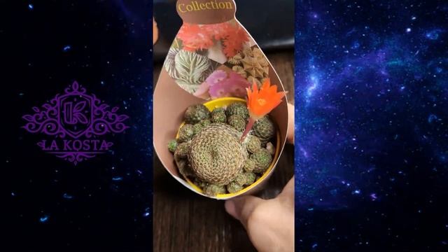 Кактус Ребуция Хелиоза смотреть онлайн