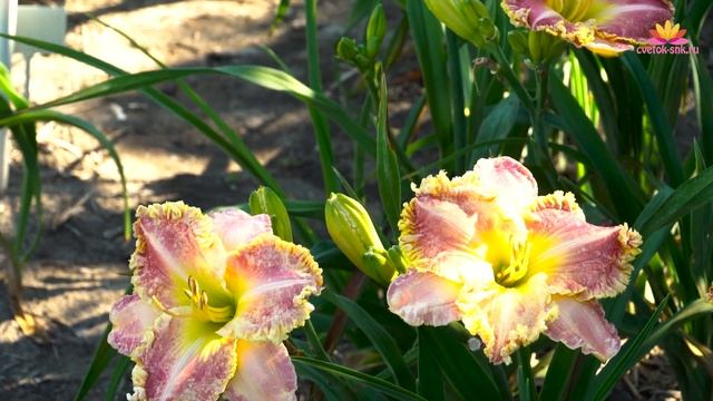 Лилейник Diana`S Evening Gown. Июль 2018