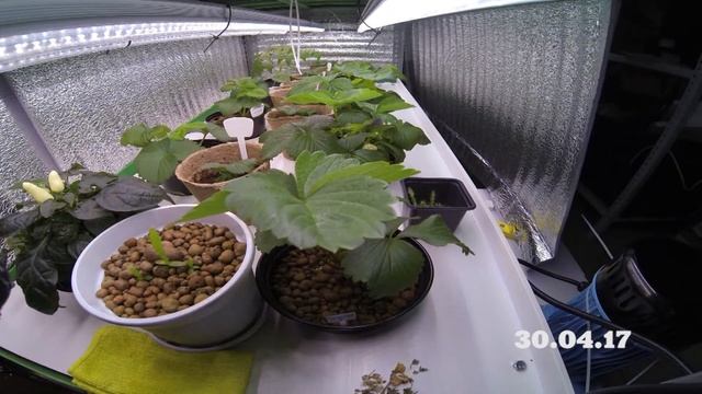 Рост земляники на гидропонике 1 день=10сек