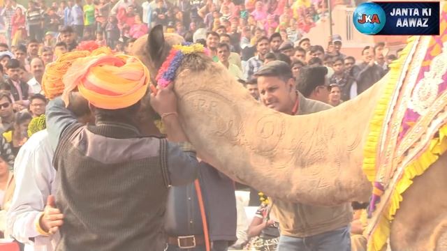 बीकानेर ऊँट अंतराष्ट्रीय ऊंट उत्सव Camel Festival, Rajasthan | Camel's dance in Bikaner | 2022 смотреть онлайн
