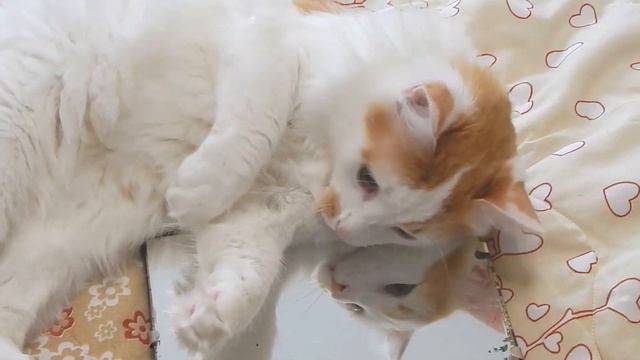 Кот Лучик, Лапки и Зеркало! смотреть онлайн