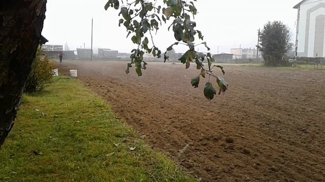 Минитрактор мтз 132Н.Посев озимой пшеницы под культиватор. смотреть онлайн