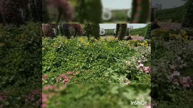 Цветочный парк в Дубае 29 апрель 2018 год смотреть онлайн