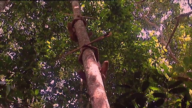 Chasing monkeys in the jungle смотреть онлайн