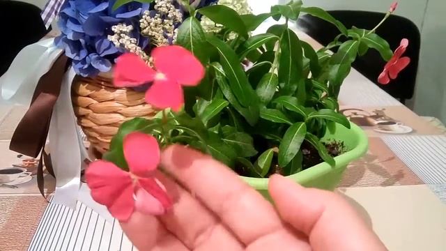 Зацвел Барвинок Красная Винка 3. Закрываю тему Мой подарочек