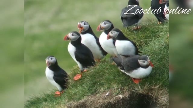 Птица Тупик смотреть онлайн