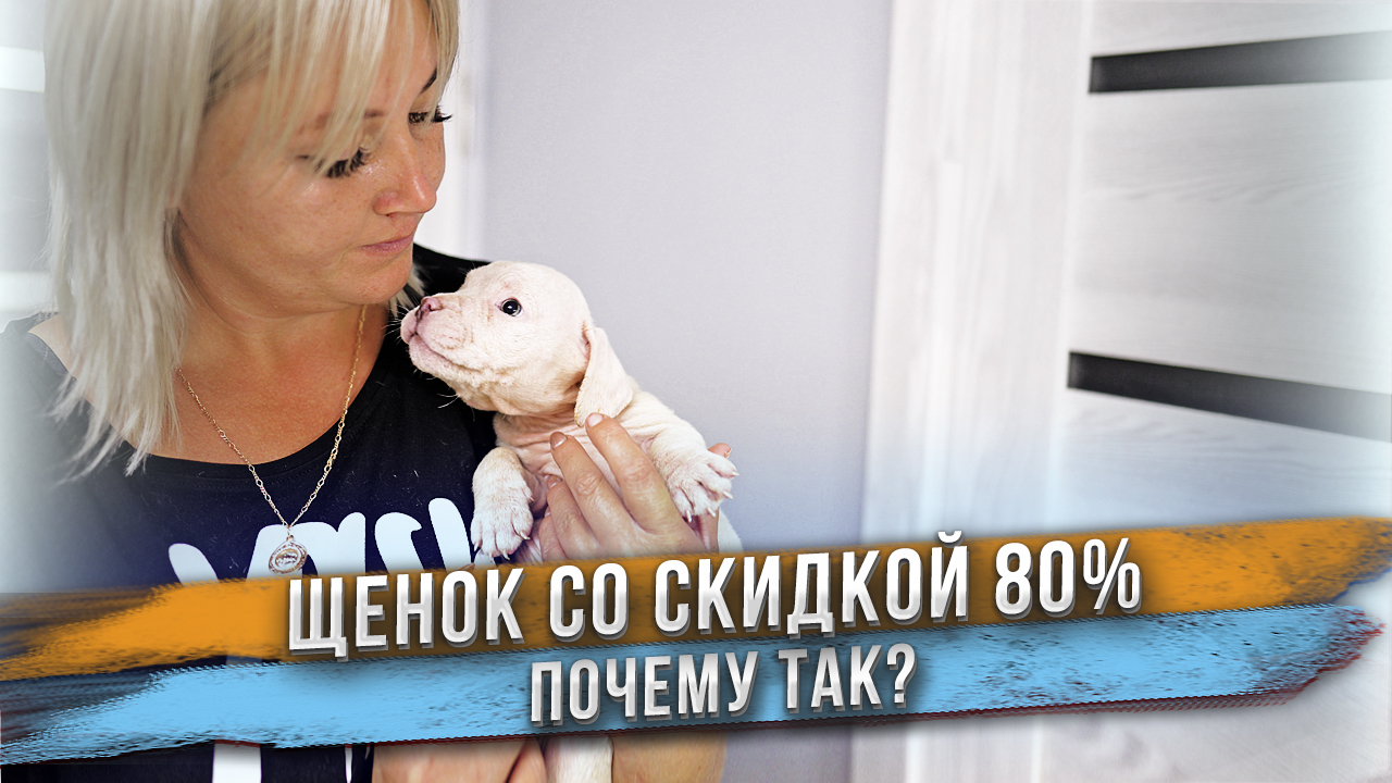 Что с этим щенком? Почему отдаем почти бесплатно? Щенки Американского Булли по доступной цене. смотреть онлайн