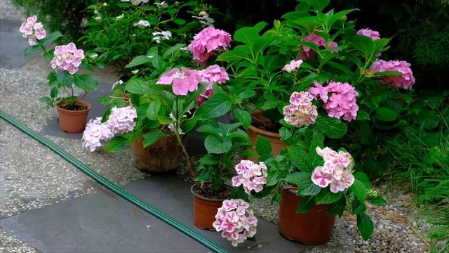 Гортензии в горшках, лето 2022 смотреть онлайн