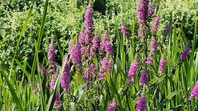 День На🏞 Реке| Бомбический Сплав! Шикарный АВГУСТ| ПРОДОЛЖЕНИЕ... смотреть онлайн