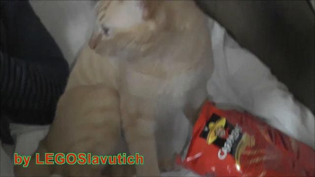 Кот и кулек от чипсов . Смешно до слез! смотреть онлайн