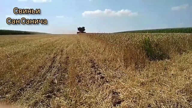 Пшеница на муку в Диканьку урожай 2020 смотреть онлайн