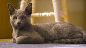 Русский голубой кот. Проделки русского голубого кота Иоанн