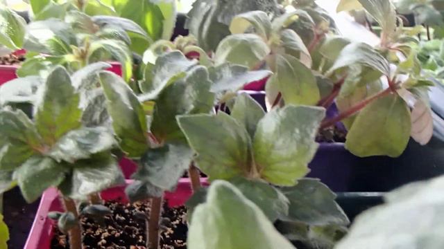 Перші пуп'янки ахіменесів - The first achimenes buds смотреть онлайн