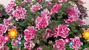 Петуния гибридная крупноцветковая Тумбелина Анна. Краткий обзор, описание petunia Tumbelina Anna