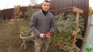 Обрезка малины осенью (ремонтантные и обычные сорта)