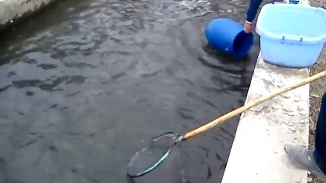 База где разводят рыбу-Форель(Набрань) смотреть онлайн