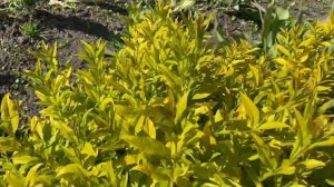 Сорта чубушника.