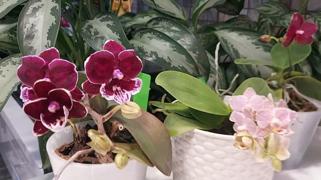 ФАЛЕНОПСИСЫ! Зацветашки на Рождество. смотреть онлайн