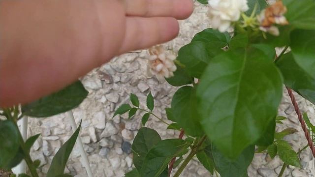 Антигонон, Текома , жасмин индийский, фикус, делоникс, лотос - планы на будущее!!!! смотреть онлайн