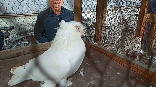 Андижанский голубиный рынок АНДИЖОН сой кабутар бозор Andijon Soy Kabutar Bozor Pigeons, Kabootar