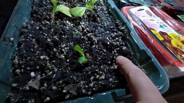 Устанавливаю стелаж для рассады дома. Буду выращивать пищевые цветы и не только. смотреть онлайн