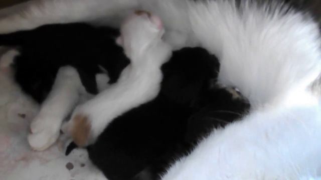кошка кормит котят