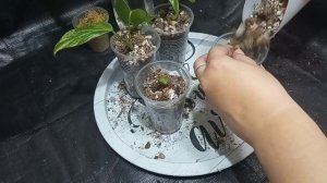 Исправляю свои ошибки. Посадила монстеру Yellow splash в большой горшок. Почему монстера не растет?