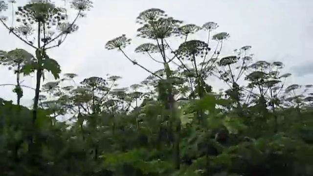 Проезд через борщевик... смотреть онлайн