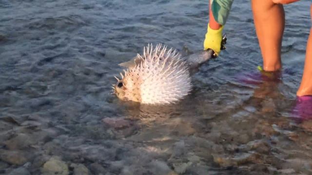 Ядовитая Рыба Фугу Поймали, Надули и Отпустили смотреть онлайн