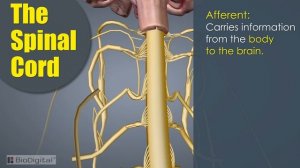 The Nervous System In 9 Minutes