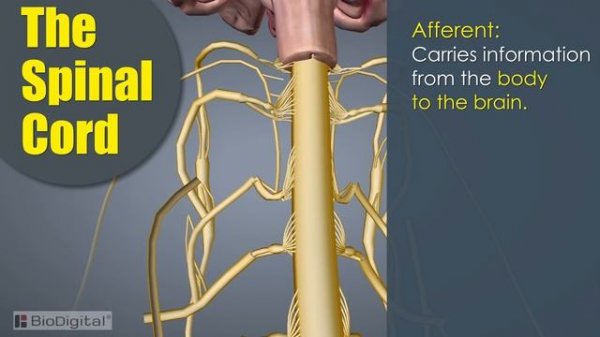 The Nervous System In 9 Minutes