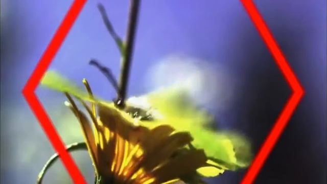 Я ПОДАРЮ ТЕБЕ ЛЕТО... смотреть онлайн