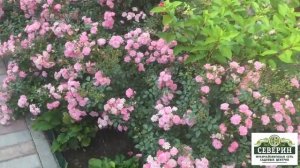 Розы почвопокровные. Часть 2