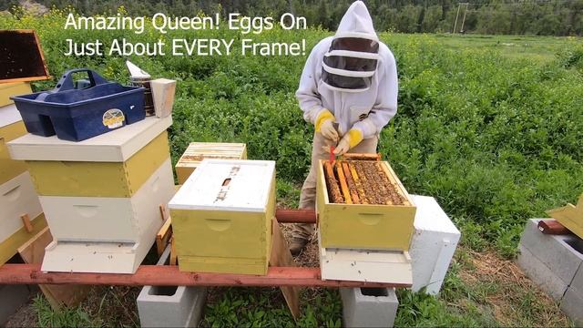 Re Queen A Hopelessly Queenless Hive at Kettle Haven Ranch Apiary смотреть онлайн