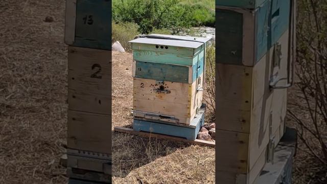 КОЧЕВАЯ ПАСЕКА