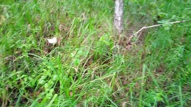 грибы смотреть онлайн