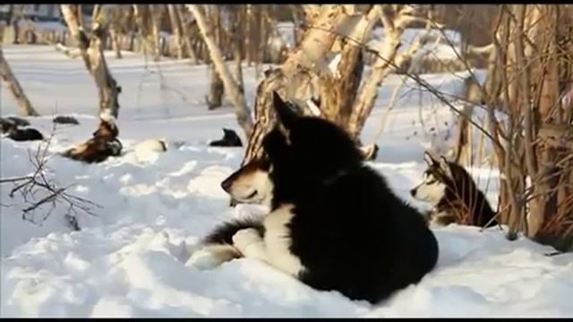 Планета Собак 39 Выпуск - Камчатская ездовая собака (Камчатка) / 2013 смотреть онлайн