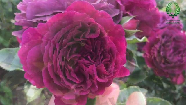 Роза Эбб Тайд/Ebb Tide, Purple Eden. Видео/карта. Питомник ? и ? Е. Иващенко смотреть онлайн