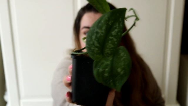 UNBOXING VIDEO | Extremt ovanlig Scindapsus смотреть онлайн