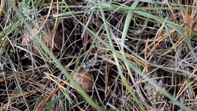 Поездка в сосновый бор за корой ( поехали за корой и грибочков набрали ) смотреть онлайн