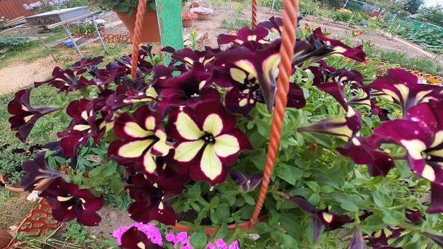 Фузариоз на петунии. Как и чем вылечить петунию от фузариоза. Мой опыт