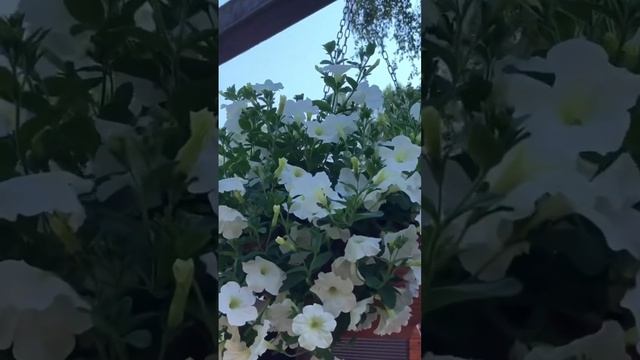 Опера Суприм белая - должна быть в каждом саду! Полный обзор серии Опера Суприм в описании смотреть онлайн
