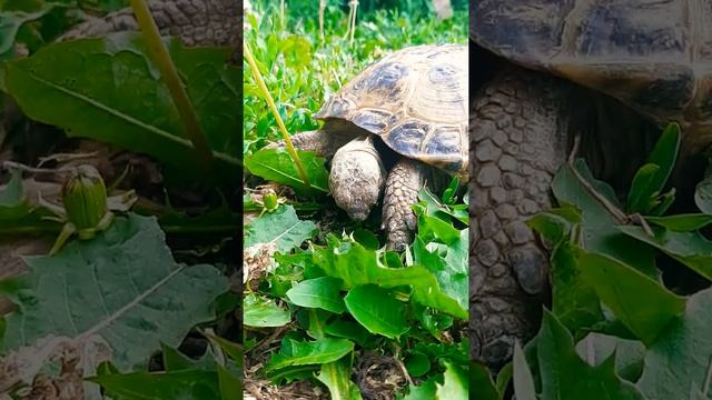 Сухопутная черепаха кушает траву. land tortoise eating grass. #shorts #черепахи смотреть онлайн
