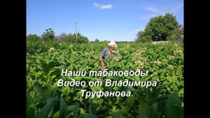 Наши табаководы. Видео от Владимира Труфанова.
