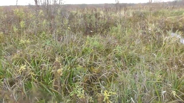 Михалыч охота капканами на бобра.Сезон 2023-24 год.#бобры#охота_капканами# смотреть онлайн