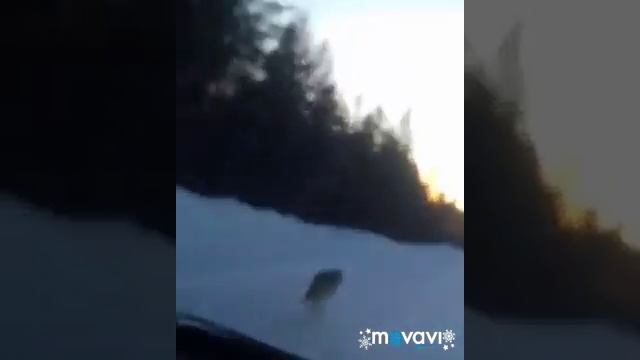 Волки. Томская область. Каргасокский район. смотреть онлайн