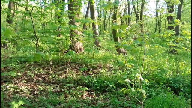 Пение птиц в лесу, музыка весеннего леса, ближе к природе. РЕАЛЬНАЯ съёмка ЖИВОГО леса. смотреть онлайн