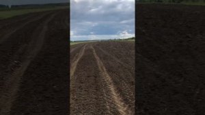 Сеем суданку